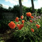 Anna's Poppies, Ayers Colony